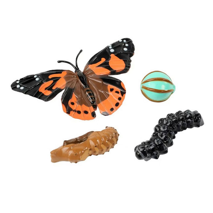 Butterfly Life Cycle Stages Toy
