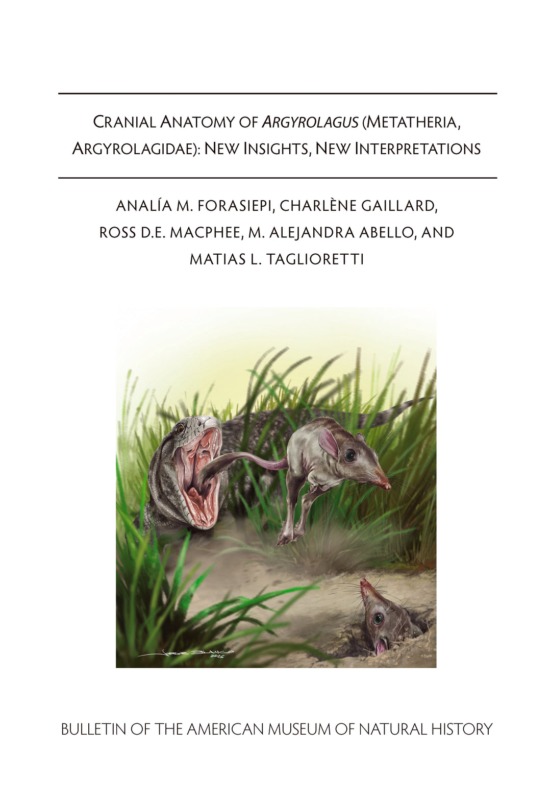 B481 (2026) Analía M. Forasiepi, et. al. Cranial anatomy of Argyrolagus (Metatheria, Argyrolagidae)