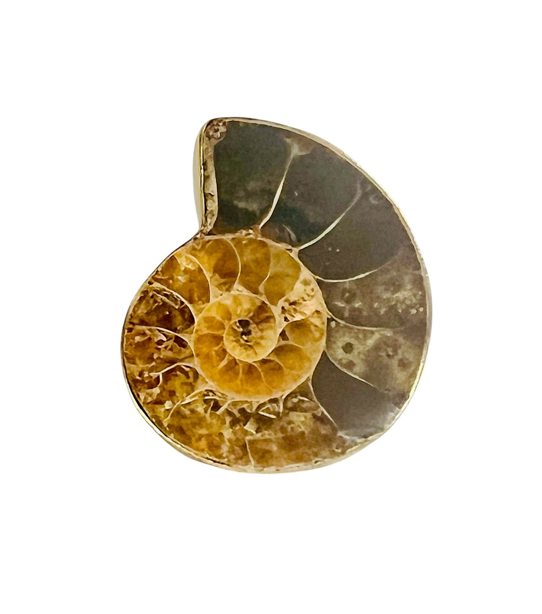 Fossil Ammonite & Alchemia Adjustable Ring