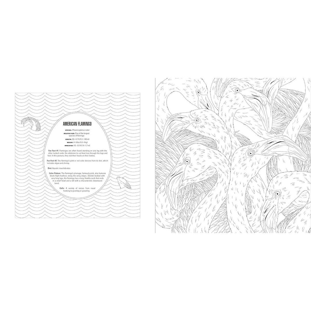 Smithsonian Animals Coloring Book Box Set 5