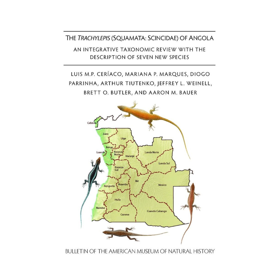 B465 The Trachylepis of Angola