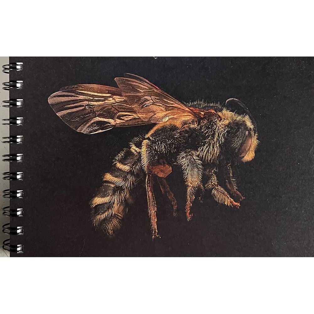 Spiral Journal - Photographic Image of Endangered Apacha Sweat Bee