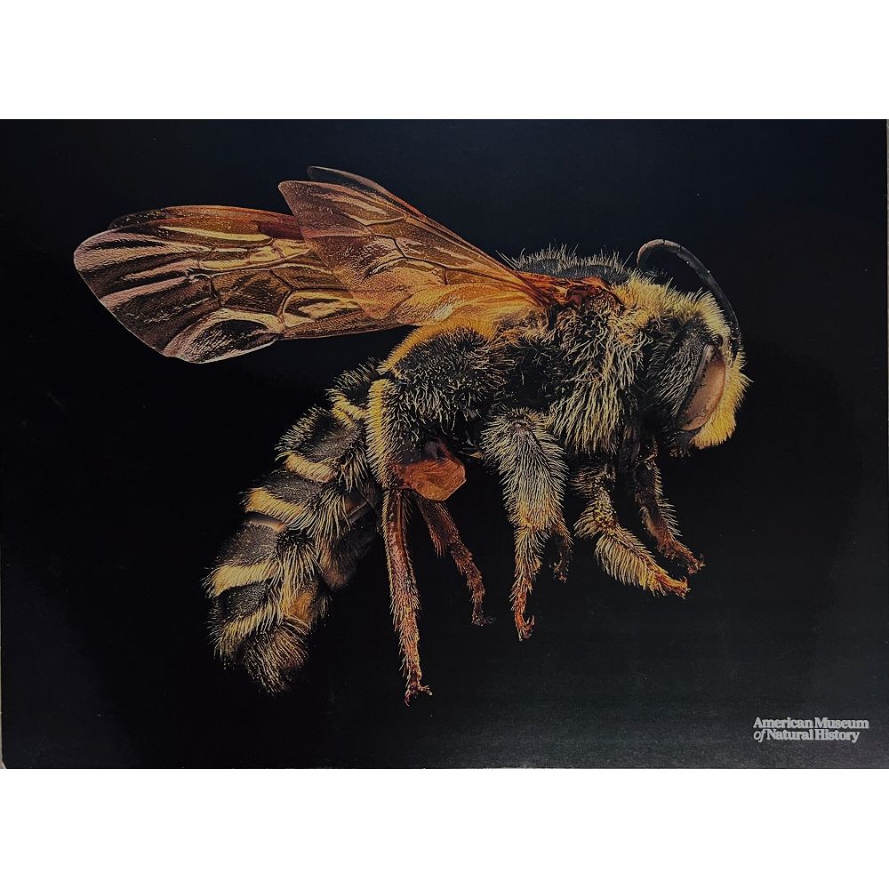 12 X 16 Print Apacha Sweat Bee