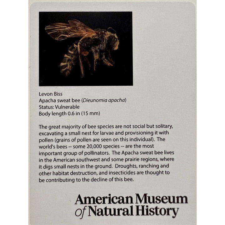12 X 16 Print Apacha Sweat Bee info