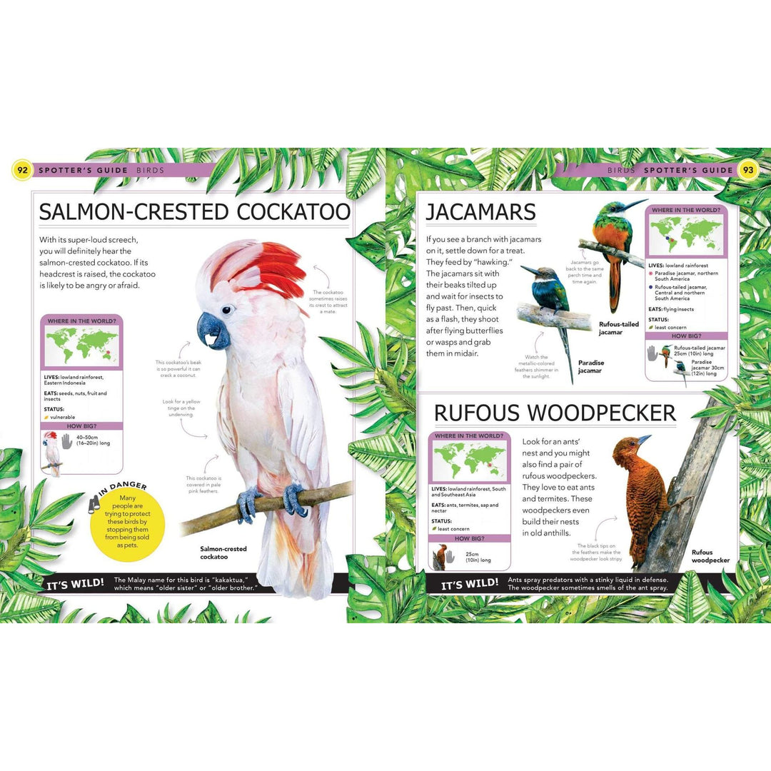 Jungle Animals: A Spotter's Guide birds