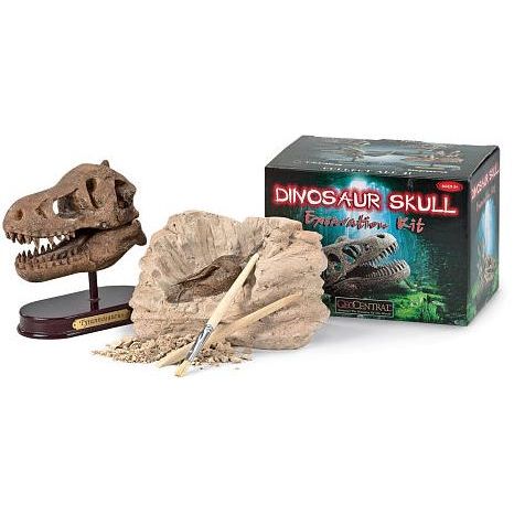 Tyrannosaurus Skull Dig Kit | AMNH Shop