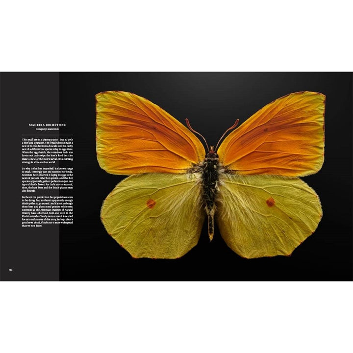 Extinct and Endangered: Insects in Peril madeira