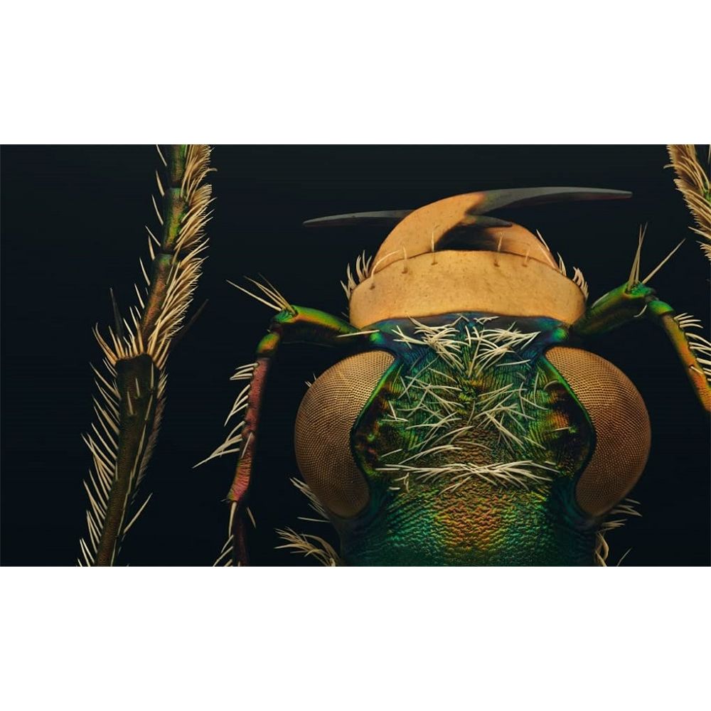 Extinct and Endangered: Insects in Peril insect