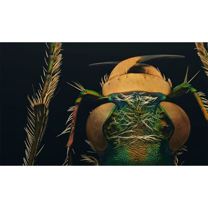 Extinct and Endangered: Insects in Peril insect