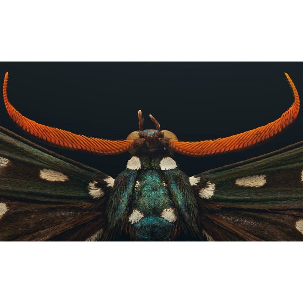 Extinct and Endangered: Insects in Peril bug