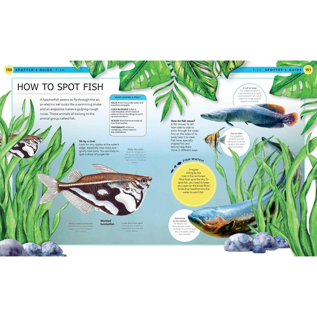 Jungle Animals: A Spotter's Guide Fish