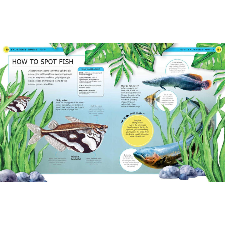 Jungle Animals: A Spotter's Guide Fish