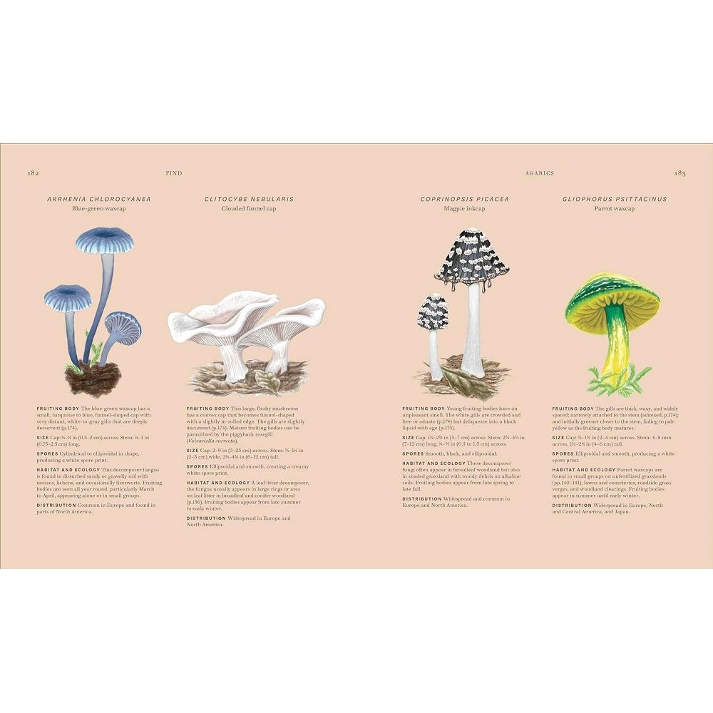 Fungi mushrooms