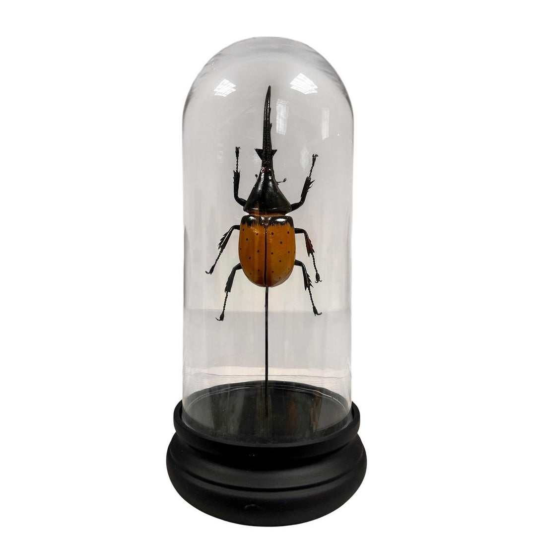 Hercules Beetle Replica Under Glass Dome