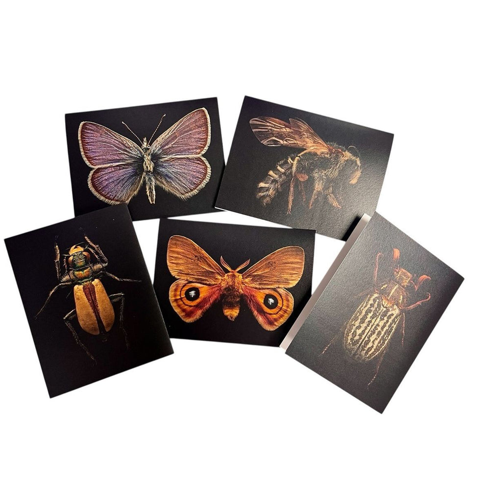 AMNH Boxed Set of 5 Butterfly and Moth Notecards details