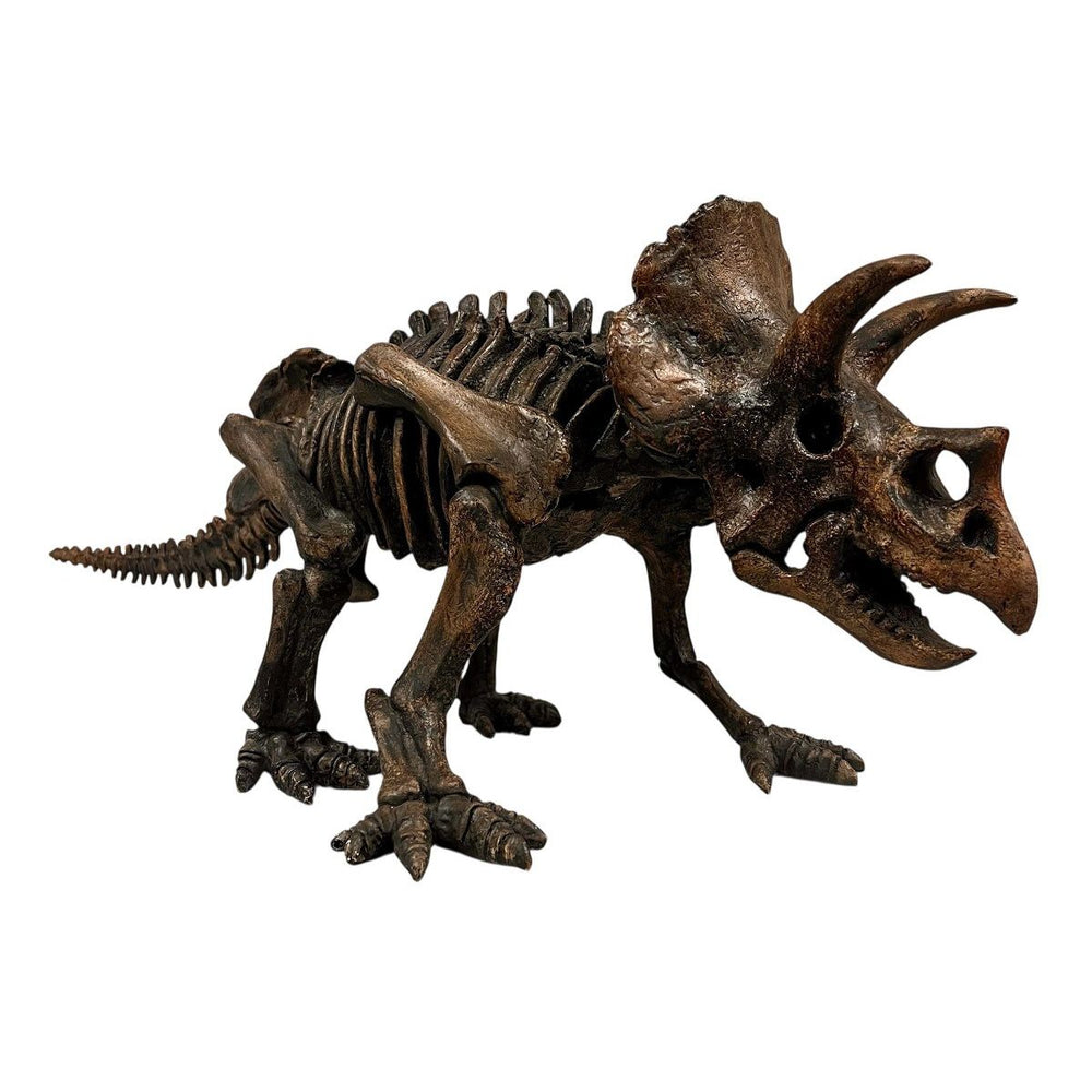 29 Inch Triceratops Skeleton Model closer view