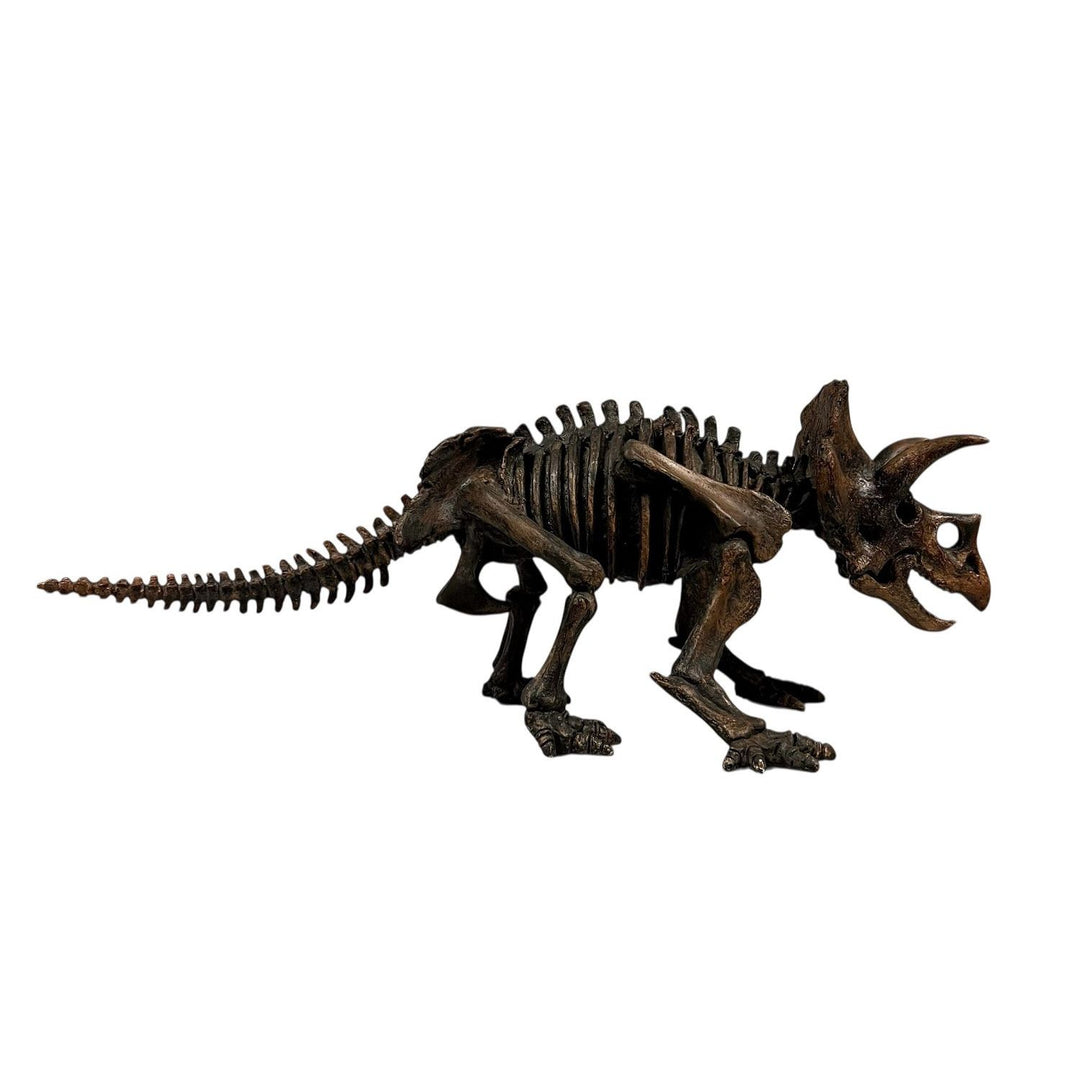 29 Inch Triceratops Skeleton Model