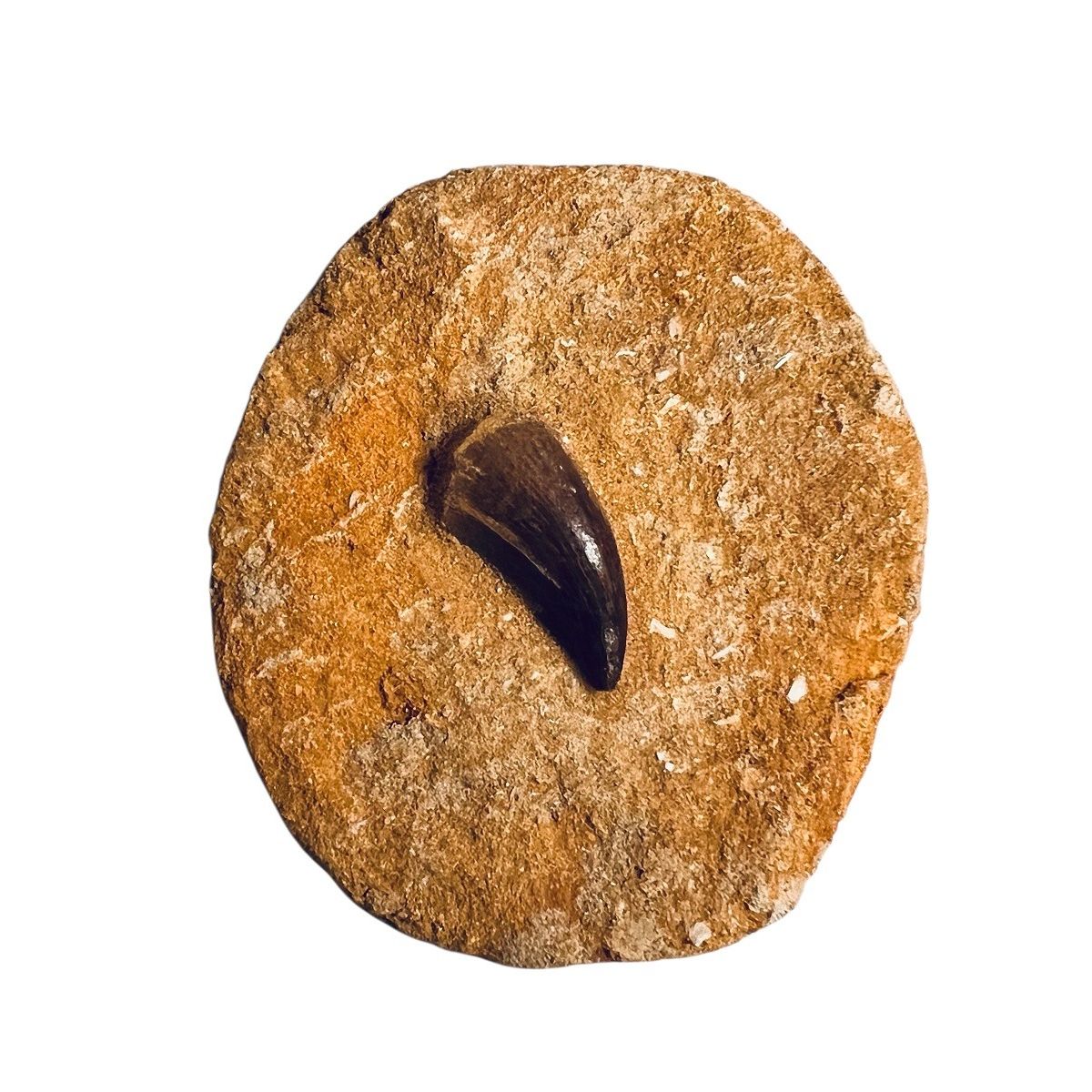 Fossil Mosasaur Tooth in Matrix | AMNH Shop