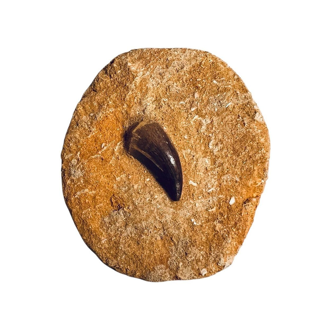Fossil Mosasaur Tooth in Matrix