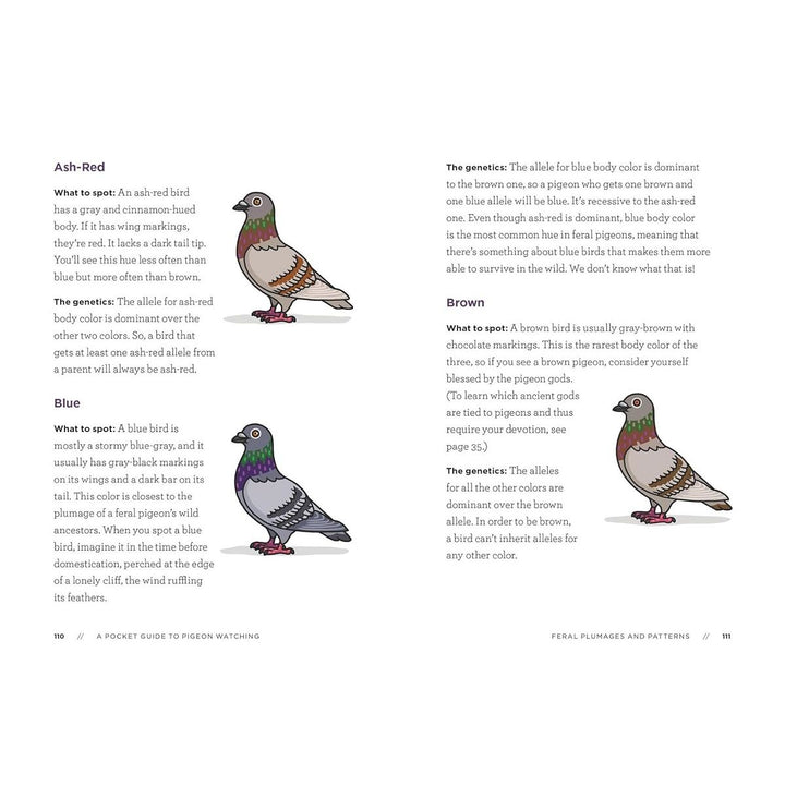 A Pocket Guide To Pigeon Watching 2