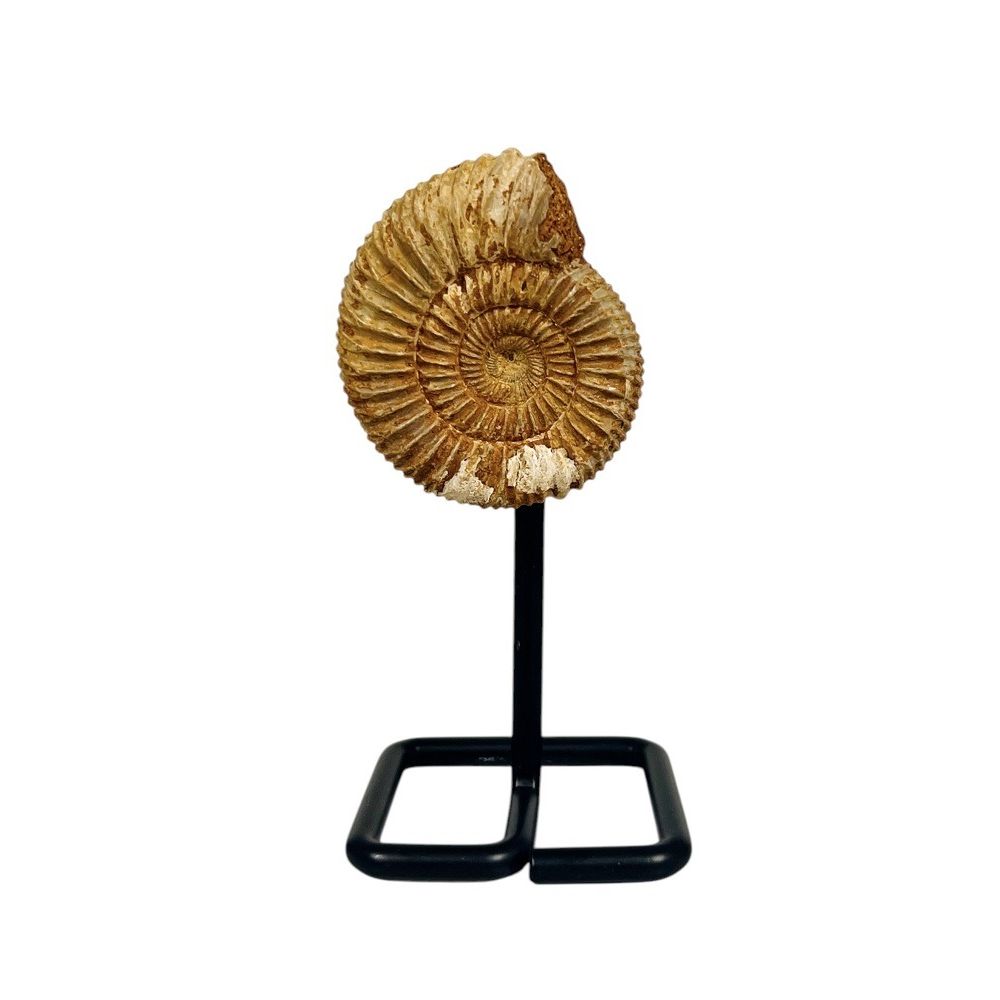 Fossilized White Ammonite on Stand | AMNH Shop