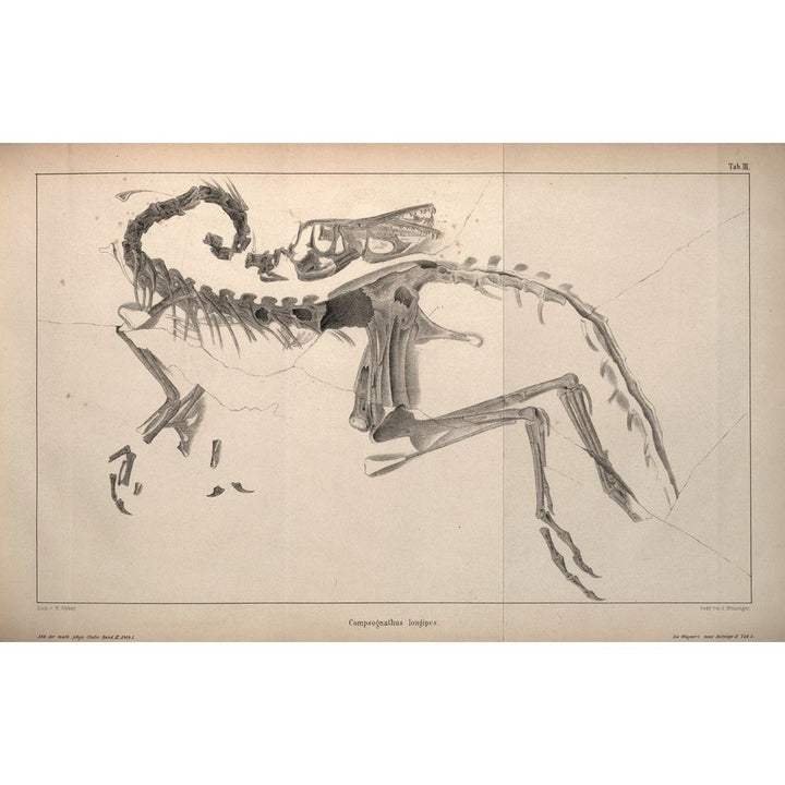 The World of Dinosaurs: An Illustrated Tour