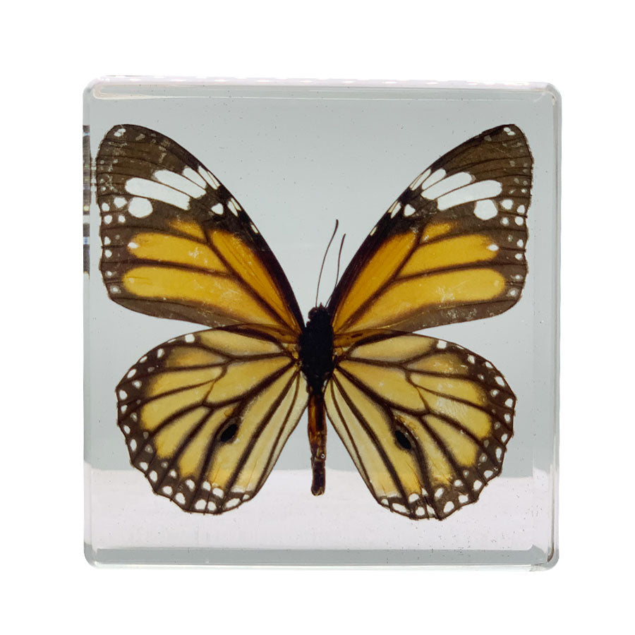 Real Common Tiger Butterfly Paperweight