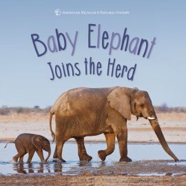 Baby Elephant Joins The Herd