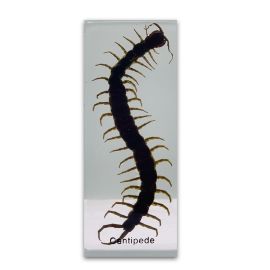 Real Centipede Paperweight
