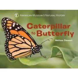 Caterpillar to Butterfly Board Book