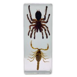 Real Tarantula and Scorpion Paperweight