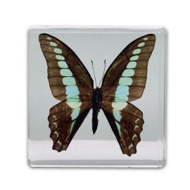 Real Brown and Blue Butterfly Paperweight
